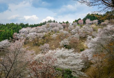 Yoshinoyama Ulusal Parkı 'nda kiraz çiçeği mevsimi, Japonya' da ünlü bir hanami merkezi..
