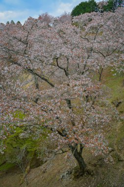 Yoshinoyama Ulusal Parkı 'nda kiraz çiçeği mevsimi, Japonya' da ünlü bir hanami merkezi..