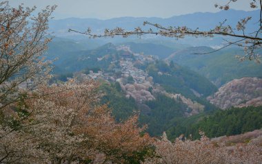 Yoshinoyama Ulusal Parkı 'nda kiraz çiçeği mevsimi, Japonya' da ünlü bir hanami merkezi..