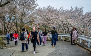 Nara, Japonya - 10 Nisan 2025. İnsanlar Japonya 'daki Yoshinoyama Ulusal Parkı' nda bahar mevsiminde kiraz çiçeklerine hayran..