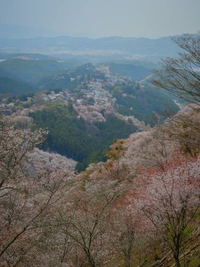 Yoshinoyama Ulusal Parkı 'nda kiraz çiçeği mevsimi, Japonya' da ünlü bir hanami merkezi..