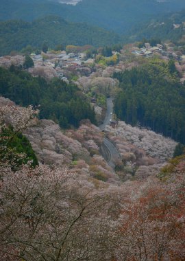 Yoshinoyama Ulusal Parkı 'nda kiraz çiçeği mevsimi, Japonya' da ünlü bir hanami merkezi..