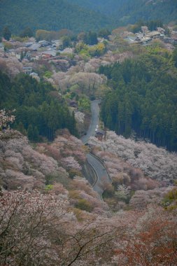 Yoshinoyama Ulusal Parkı 'nda kiraz çiçeği mevsimi, Japonya' da ünlü bir hanami merkezi..