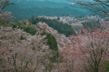 Yoshinoyama Ulusal Parkı 'nda kiraz çiçeği mevsimi, Japonya' da ünlü bir hanami merkezi..