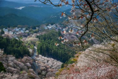 Yoshinoyama Ulusal Parkı 'nda kiraz çiçeği mevsimi, Japonya' da ünlü bir hanami merkezi..