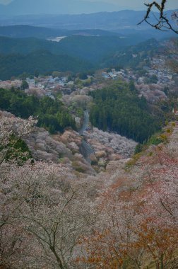 Yoshinoyama Ulusal Parkı 'nda kiraz çiçeği mevsimi, Japonya' da ünlü bir hanami merkezi..