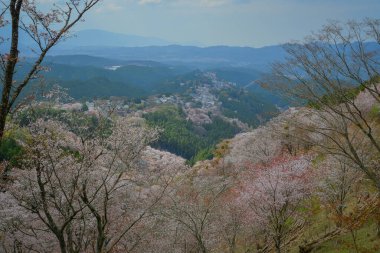 Yoshinoyama Ulusal Parkı 'nda kiraz çiçeği mevsimi, Japonya' da ünlü bir hanami merkezi..