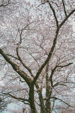Japonya 'daki Yoshinoyama Ulusal Parkı' ndaki dağ zirvesinden kiraz çiçeğinin manzarası.