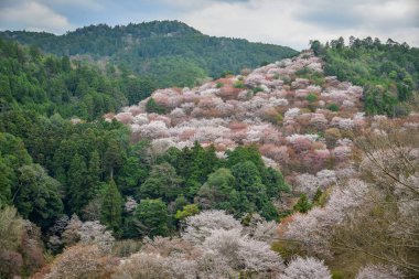 Japonya 'daki Yoshinoyama Ulusal Parkı' ndaki dağ zirvesinden kiraz çiçeğinin manzarası.