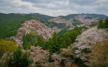 Japonya 'daki Yoshinoyama Ulusal Parkı' ndaki dağ zirvesinden kiraz çiçeğinin manzarası.