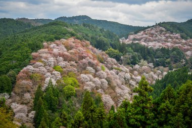Japonya 'daki Yoshinoyama Ulusal Parkı' ndaki dağ zirvesinden kiraz çiçeğinin manzarası.