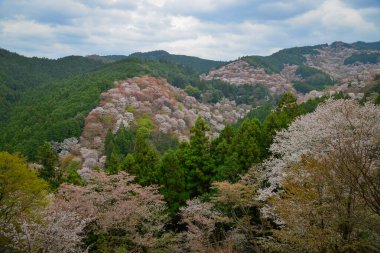 Japonya 'daki Yoshinoyama Ulusal Parkı' ndaki dağ zirvesinden kiraz çiçeğinin manzarası.