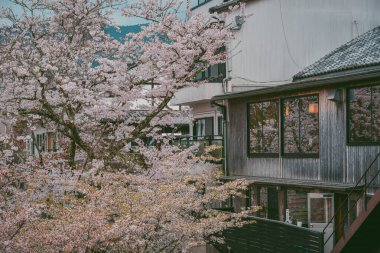 Japonya 'daki Yoshinoyama Ulusal Parkı' nda bahar aylarında kiraz çiçekleriyle çevrili ahşap dağ evi..