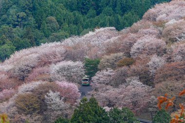 Yoshinoyama Ulusal Parkı 'nda kiraz çiçeği mevsimi, Japonya' da ünlü bir hanami merkezi..