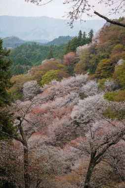 Yoshinoyama Ulusal Parkı 'nda kiraz çiçeği mevsimi, Japonya' da ünlü bir hanami merkezi..
