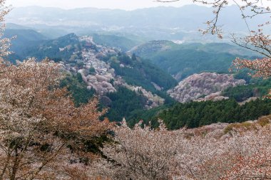 Yoshinoyama Ulusal Parkı 'nda kiraz çiçeği mevsimi, Japonya' da ünlü bir hanami merkezi..