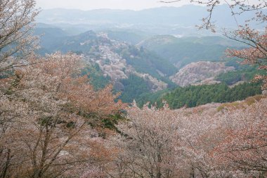 Yoshinoyama Ulusal Parkı 'nda kiraz çiçeği mevsimi, Japonya' da ünlü bir hanami merkezi..