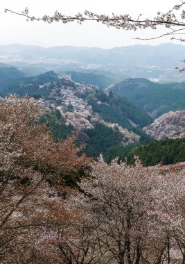 Yoshinoyama Ulusal Parkı 'nda kiraz çiçeği mevsimi, Japonya' da ünlü bir hanami merkezi..