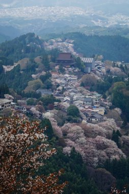 Japonya 'daki Yoshinoyama Ulusal Parkı' nda kiraz çiçekleriyle kaplı bir dağ kasabasının geniş manzarası..