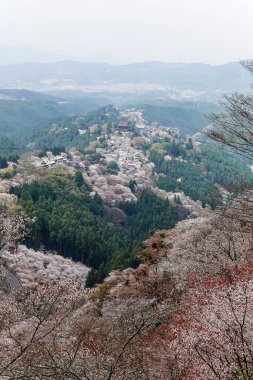Yoshinoyama Ulusal Parkı 'nda kiraz çiçeği mevsimi, Japonya' da ünlü bir hanami merkezi..