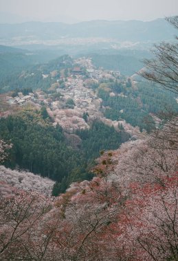 Yoshinoyama Ulusal Parkı 'nda kiraz çiçeği mevsimi, Japonya' da ünlü bir hanami merkezi..