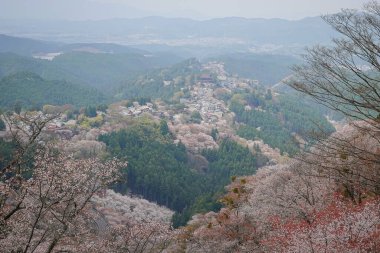 Yoshinoyama Ulusal Parkı 'nda kiraz çiçeği mevsimi, Japonya' da ünlü bir hanami merkezi..