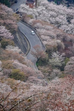 Japonya 'daki Yoshinoyama Ulusal Parkı' nın orman dağlarını kaplayan kiraz ağaçlarının geniş manzarası.