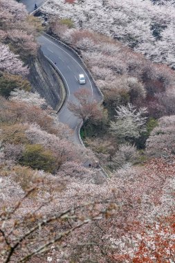 Japonya 'daki Yoshinoyama Ulusal Parkı' nın orman dağlarını kaplayan kiraz ağaçlarının geniş manzarası.