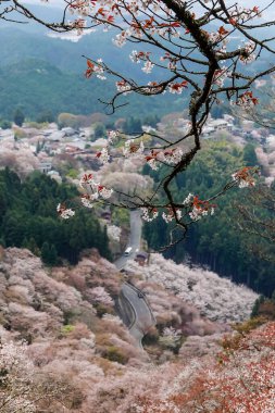 Japonya 'daki Yoshinoyama Ulusal Parkı' nda çiçek açan kiraz çiçeklerinin detaylı görüntüleri..