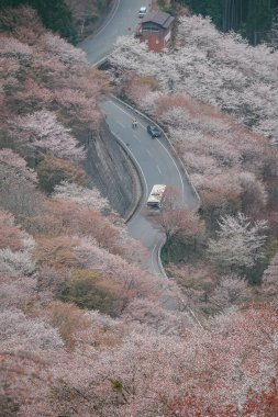 Japonya 'daki Yoshinoyama Ulusal Parkı' nın orman dağlarını kaplayan kiraz ağaçlarının geniş manzarası.