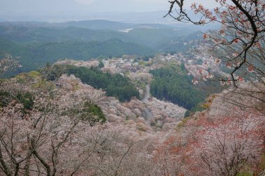 Yoshinoyama Ulusal Parkı 'nda kiraz çiçeği mevsimi, Japonya' da ünlü bir hanami merkezi..
