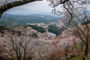 Yoshinoyama Ulusal Parkı 'nda kiraz çiçeği mevsimi, Japonya' da ünlü bir hanami merkezi..