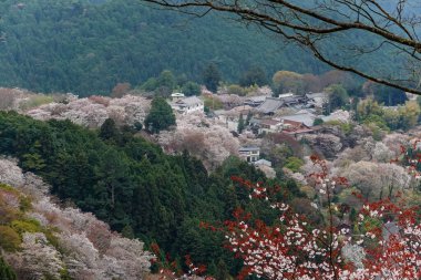 Japonya 'daki Yoshinoyama Ulusal Parkı' nda kiraz çiçekleriyle kaplı bir dağ kasabasının geniş manzarası..