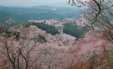 Yoshinoyama Ulusal Parkı 'nda kiraz çiçeği mevsimi, Japonya' da ünlü bir hanami merkezi..