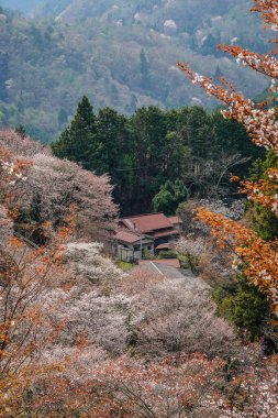 Japonya 'daki Yoshinoyama Ulusal Parkı' ndaki dağ zirvesinden kiraz çiçeğinin manzarası.