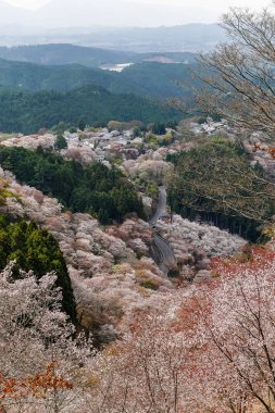 Japonya 'daki Yoshinoyama Ulusal Parkı' ndaki dağ zirvesinden kiraz çiçeğinin manzarası.