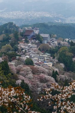 Japonya 'daki Yoshinoyama Ulusal Parkı' ndaki dağ zirvesinden kiraz çiçeğinin manzarası.