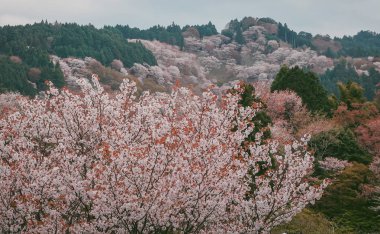 Yoshinoyama Ulusal Parkı 'nda kiraz çiçeği mevsimi, Japonya' da ünlü bir hanami merkezi..