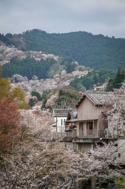 Japonya 'daki Yoshinoyama Ulusal Parkı' nda bahar aylarında kiraz çiçekleriyle çevrili ahşap dağ evi..