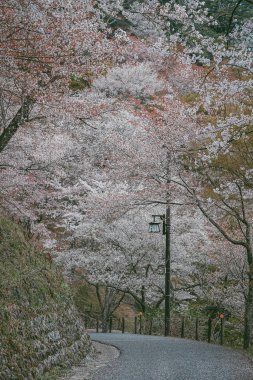 Yoshinoyama Ulusal Parkı 'nda kiraz çiçeği mevsimi, Japonya' da ünlü bir hanami merkezi..