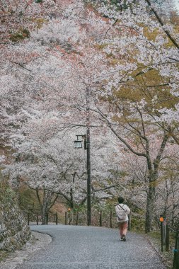 Yoshinoyama Ulusal Parkı 'nda kiraz çiçeği mevsimi, Japonya' da ünlü bir hanami merkezi..