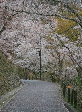 Yoshinoyama Ulusal Parkı 'nda kiraz çiçeği mevsimi, Japonya' da ünlü bir hanami merkezi..