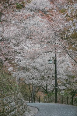 Yoshinoyama Ulusal Parkı 'nda kiraz çiçeği mevsimi, Japonya' da ünlü bir hanami merkezi..