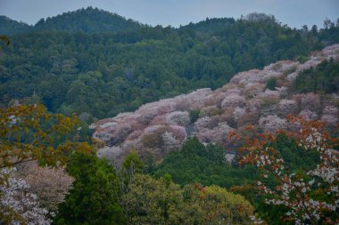 Japonya 'daki Yoshinoyama Ulusal Parkı' nın orman dağlarını kaplayan kiraz ağaçlarının geniş manzarası.