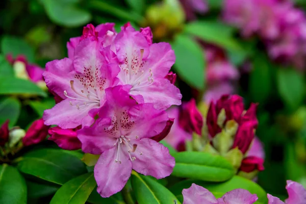Japonya 'daki Ashikaga Parkı' nda ilkbaharda çiçek açan aczalea çiçekleri..