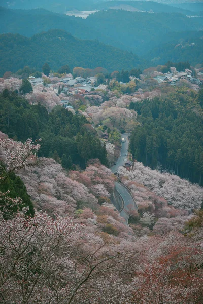 Japonya 'daki Yoshinoyama Ulusal Parkı' nda kiraz çiçekleriyle kaplı bir dağ kasabasının geniş manzarası..