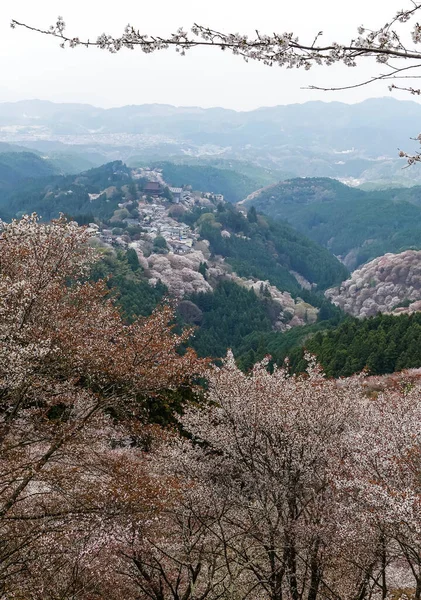Yoshinoyama Ulusal Parkı 'nda kiraz çiçeği mevsimi, Japonya' da ünlü bir hanami merkezi..