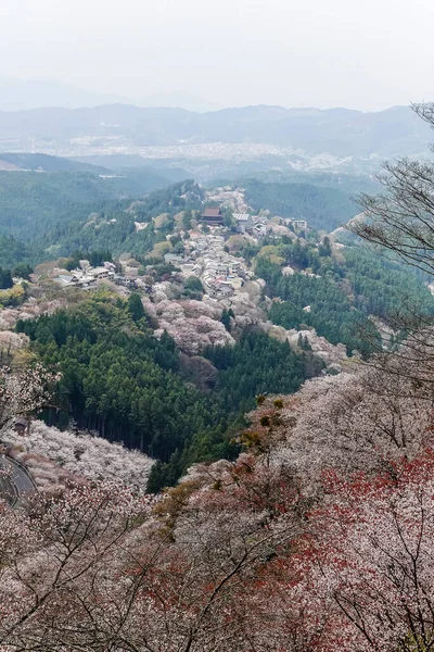 Yoshinoyama Ulusal Parkı 'nda kiraz çiçeği mevsimi, Japonya' da ünlü bir hanami merkezi..