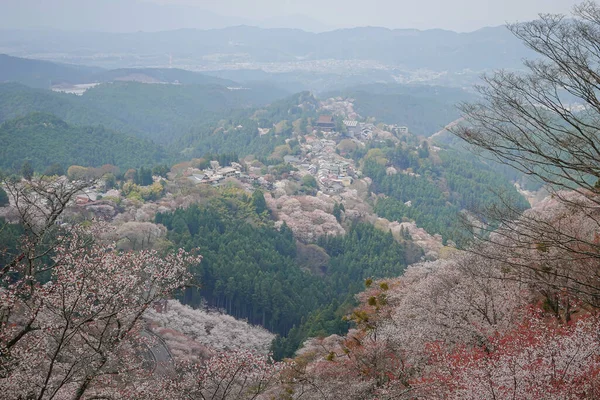 Yoshinoyama Ulusal Parkı 'nda kiraz çiçeği mevsimi, Japonya' da ünlü bir hanami merkezi..
