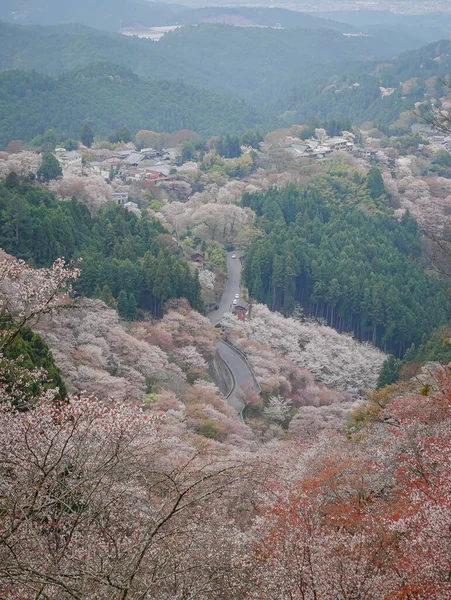 Japonya 'daki Yoshinoyama Ulusal Parkı' nın orman dağlarını kaplayan kiraz ağaçlarının geniş manzarası.